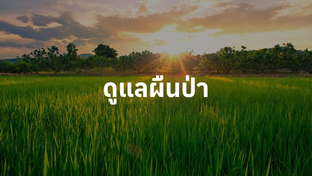 ดูแลผืนป่า